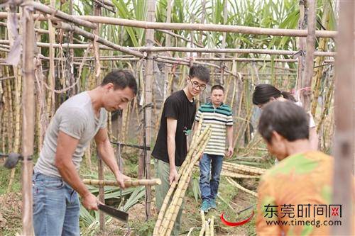 ■市民在祥叔的蔗田里帮忙砍甘蔗