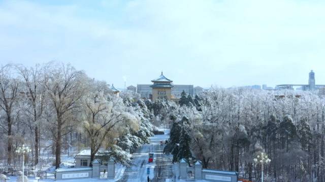 视频  玉琢绿瓦雪覆冰 北国“红豆”尤相思