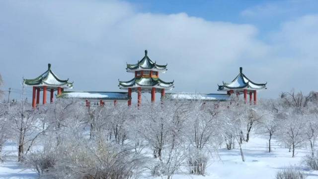 视频  玉琢绿瓦雪覆冰 北国“红豆”尤相思