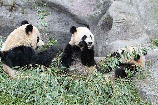 旅加七年的大熊猫“大毛”和“二顺”启程回国