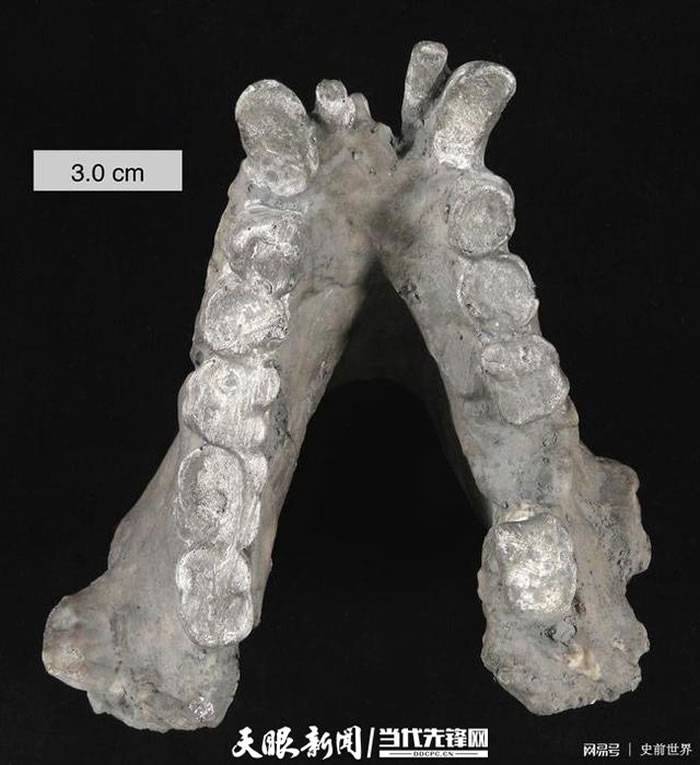 巨猿的下颌骨（资料图）