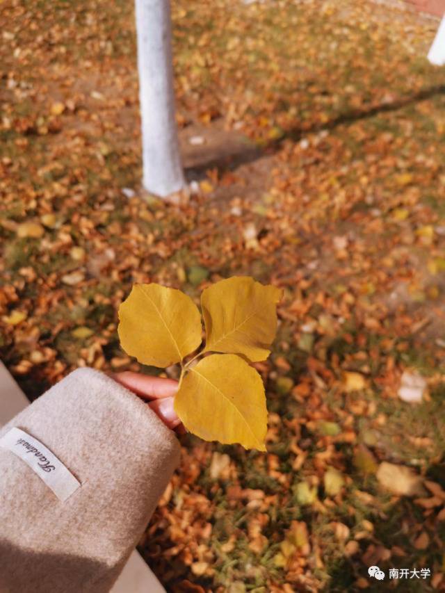 在南开，有一种美叫“落叶不扫”