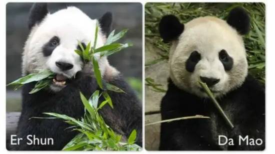 旅加大熊猫二顺大毛将返回中国，外国网友：难过，会想念它们