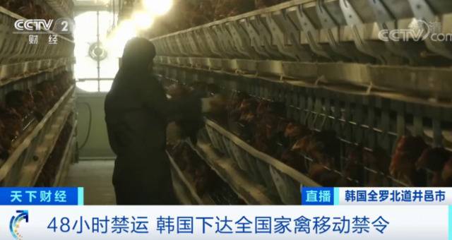 韩国再现高致病性禽流感疫情！
