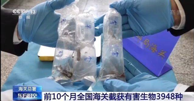 海关总署：前10个月全国海关截获有害生物3948种