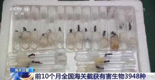 海关总署：前10个月全国海关截获有害生物3948种