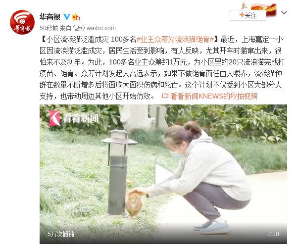 小区流浪猫泛滥成灾 100多名业主众筹为流浪猫绝育