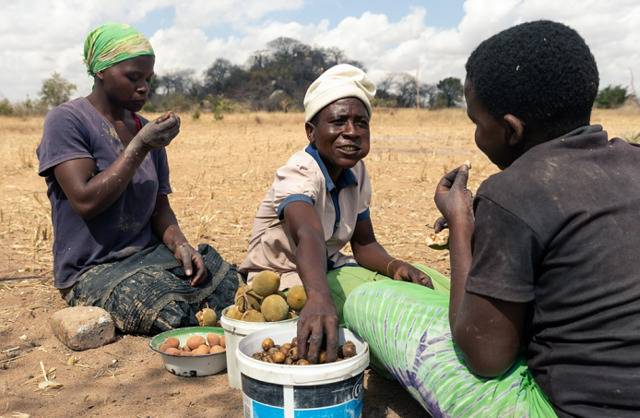 世界粮食计划署：干旱+新冠 津巴布韦儿童营养和粮食安全迅速恶化