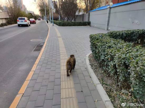北京闹市有猴出没！相关部门表示：正在抓捕