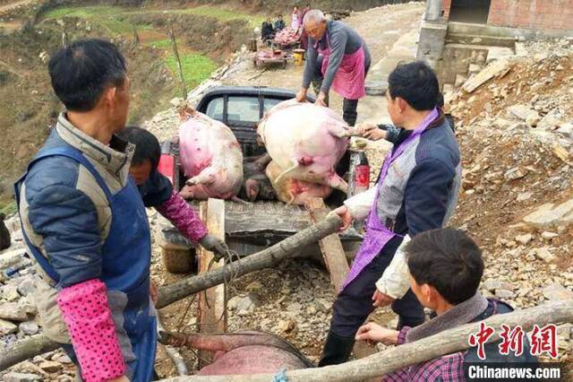 乡亲们帮忙将死猪运出圈舍，按规定进行掩埋。白川东摄