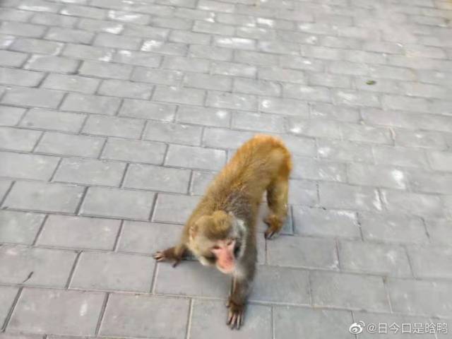 猴出没，在北京！