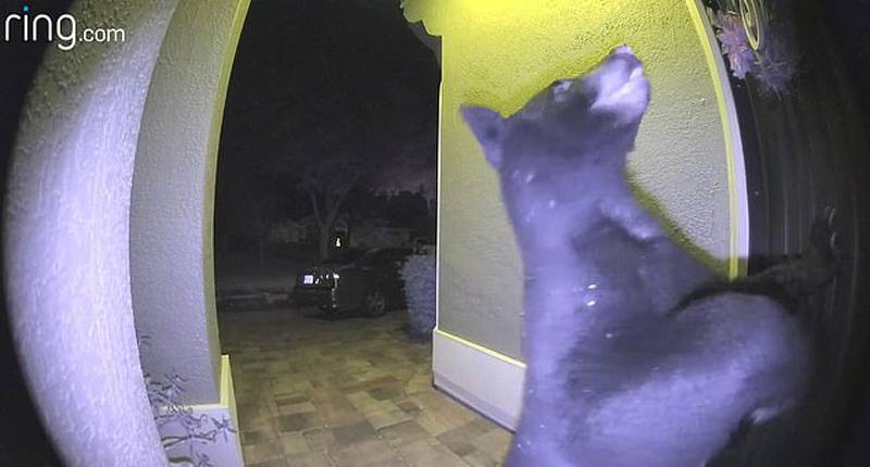 美国女子听见敲门声以为是快递员 开门发现是只黑熊