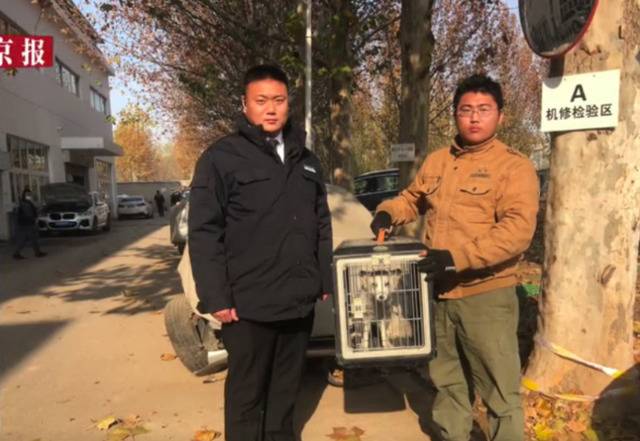 香山附近一家汽车4S店店员发现北极狐后，向北京宝贝回家宠物搜救队求助。