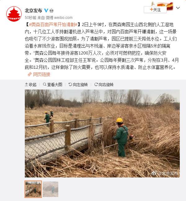 北京：奥森百亩芦苇开始清割