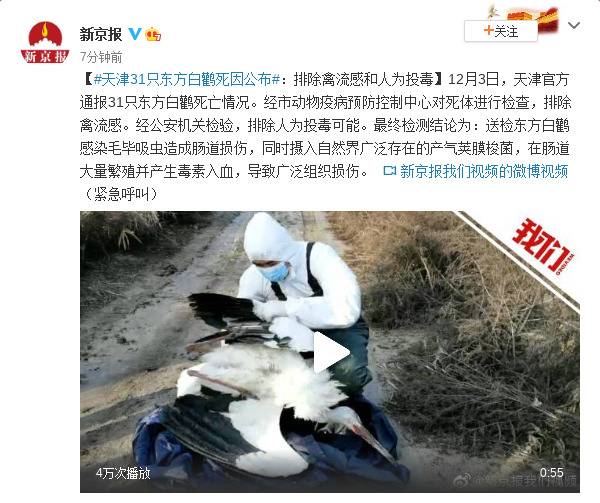 天津31只东方白鹳死因公布：排除禽流感和人为投毒