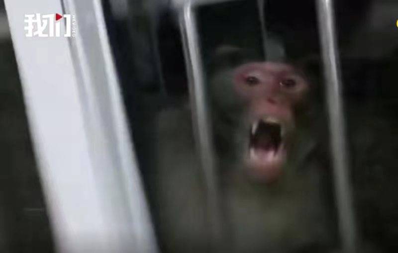 一只猴子隔窗向人发起攻击。