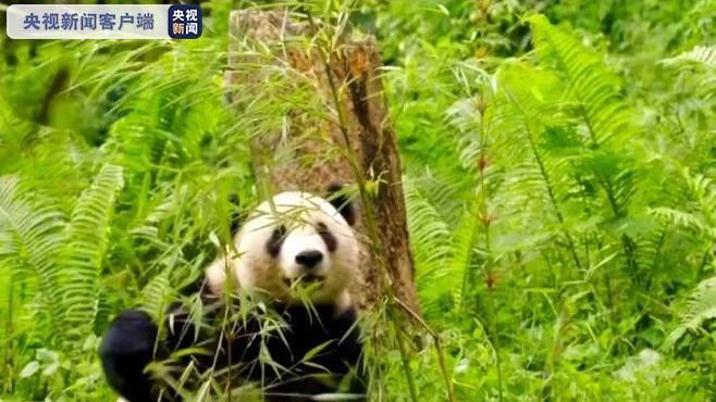 陕西成世界第三大大熊猫繁育基地 近5年人工繁育32只大熊猫