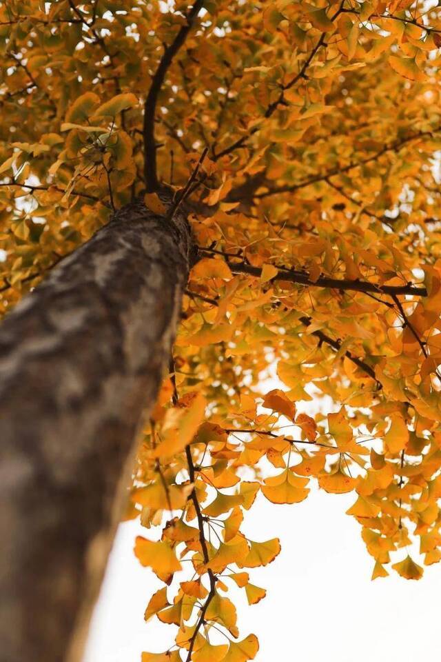 揭秘！师大风景里藏了这些......