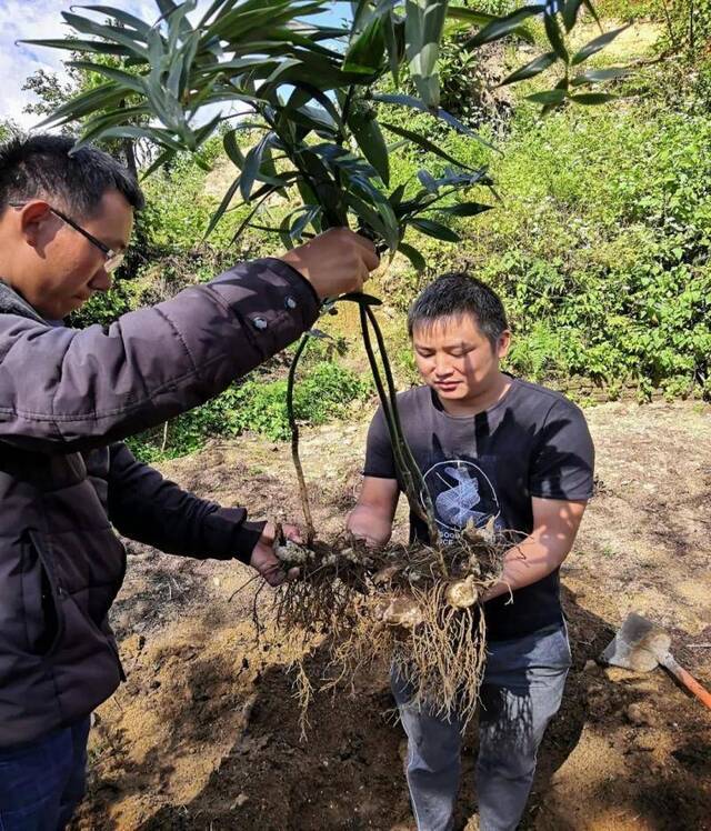 ▲2019年10月2日，红塘村滇黄精种植专业合作社社长李茂昌（左）正在取鲜黄精（张国宇摄）