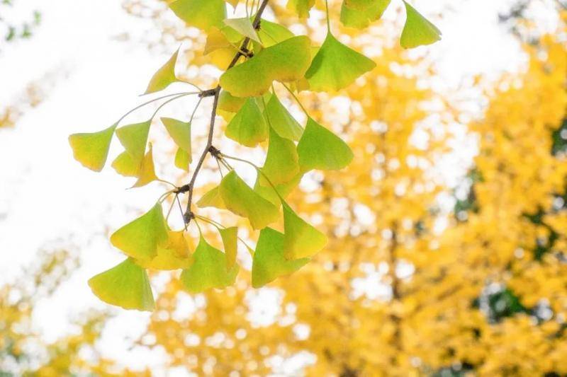 今日西大，宜晒太阳！