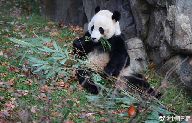中美续签合作协议，大熊猫留美延长至2023年底