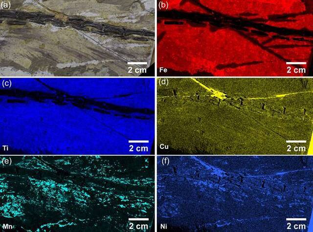 滕氏嘉年华龙尾部骨骼及其羽毛组织的化学元素分布图