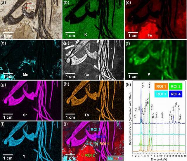 滕氏嘉年华龙前爪部位的化学元素分布图。注意：恐龙化石的骨质爪与爪鞘化学成分不同