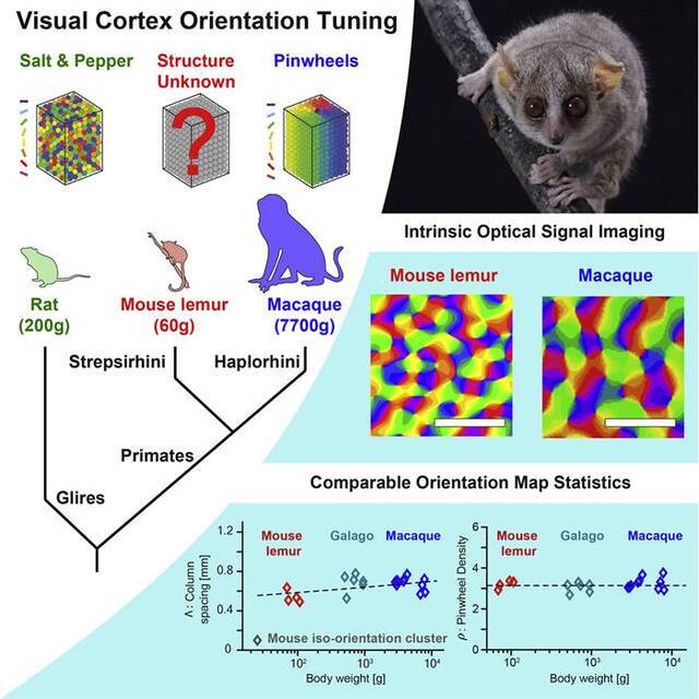 最小猴子“鼠狐猴”揭示灵长类动物视觉进化：你的眼和5000万年前一样