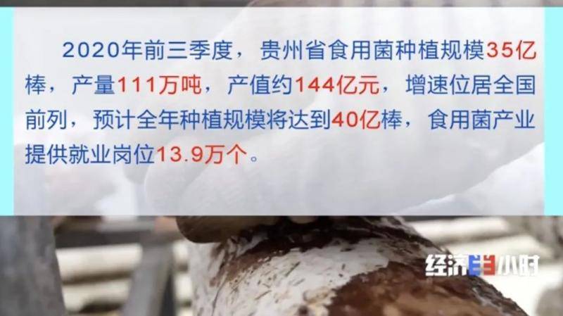 小小蘑菇拉动144亿元产值！曾经的贫困户，如今年入十几万元