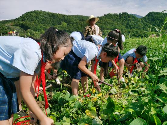 2020年7月，富春七小学生在吉庆农庄新劳动教育体验点挖小番薯