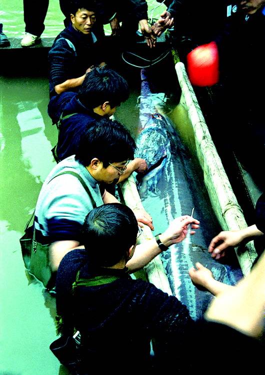 ▲2003年1月27日，在四川宜宾主城区附近的长江岸边，专家正在对一只白鲟进行救治，这只白鲟是一位渔民在涪溪口发现的。张光金摄