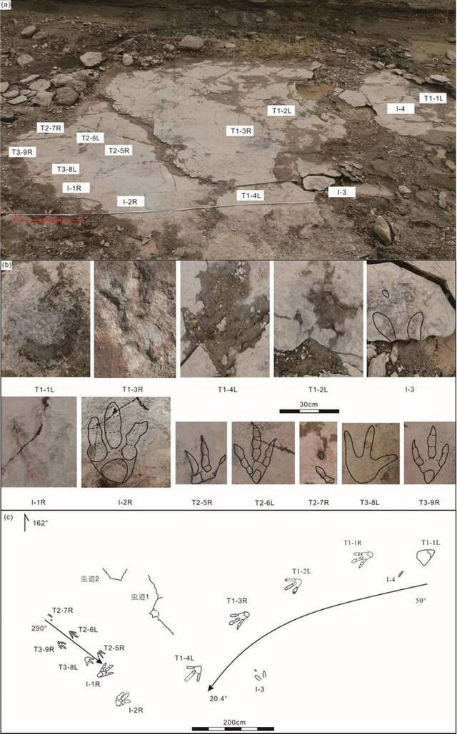 乌尔禾足迹化石野外平面分布及足迹线条图.(a)足迹化石野外分布照片(斜视图)(b)每个野外足迹化石的放大照片(c)足迹化石分布线条图(俯视图)(