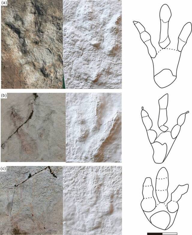 牛氏亚洲足迹(新种)野外化石照片、模型及线条图(比例尺为20 cm).(a)正型(b)副型(c)归入标本(汪筱林团队供图)