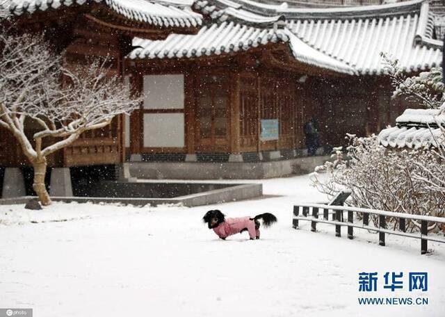 当地时间12月13日，韩国首尔，当地降下大雪，全城白茫茫。（图片来源：东方IC）