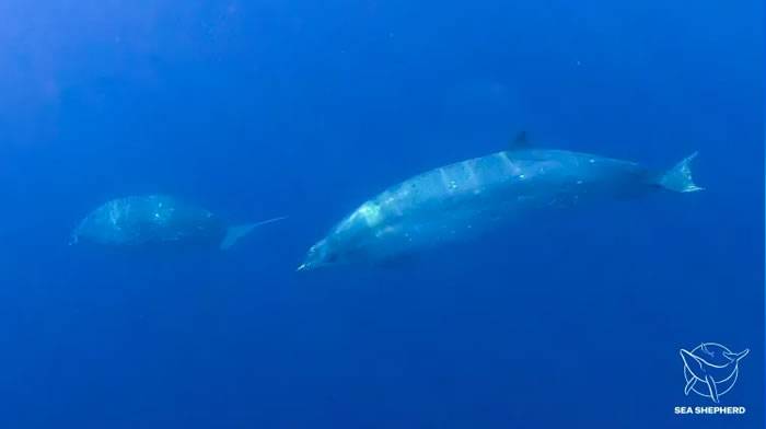 在墨西哥沿海神秘声音信号引领下科学家相信已经捕捉到一个喙鲸全新物种