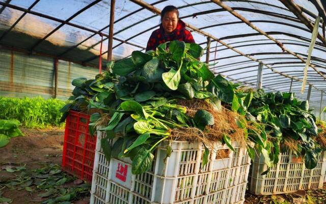 大棚里收获的菠菜。新京报记者王颖摄