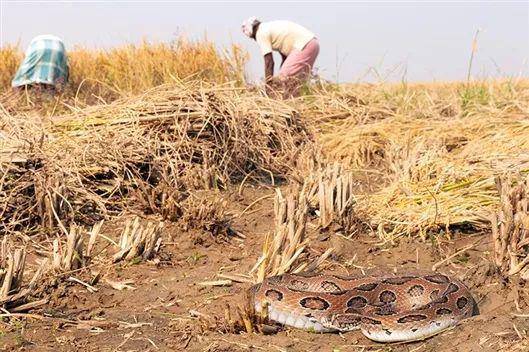印度农民尤其容易被蛇咬伤，图为圆斑蝰蛇。图片来源：Captive& Field Herpetology
