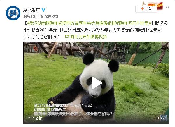 武汉动物园明年起闭园改造两年 大熊猫春俏胖妞明年回四川老家
