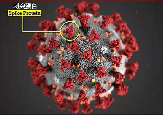 科学家称在英国新冠变异毒株中发现17种突变 意义重大