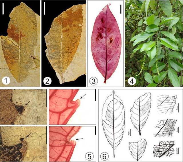 （1-2）渐新世文山植物群多脉鼠刺（Itea polyneura）叶片化石；（3）现生华鼠刺叶结构（4）滇鼠刺植物形态；（5）化石和现生种均具有脱落性山茶齿；