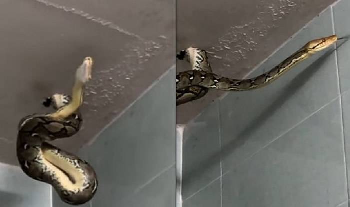 泰国男子在家上厕所时发现天花板上垂着一条巨大蟒蛇