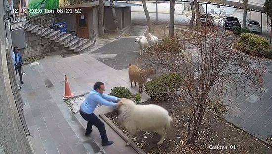 五只羊闯入土耳其一市政厅引混乱 追逐攻击工作人员