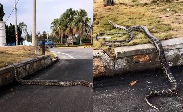 台湾金门网友巧遇2公尺巨蟒过马路鳞片在太阳底下闪闪发光