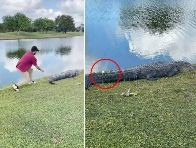 男子在高尔夫球场发现鳄鱼尾巴上有球 上前冒险拿走