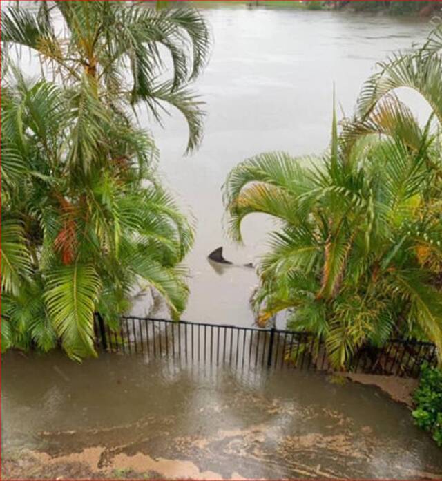 澳洲暴雨洪灾后网友在后院拍摄到公牛鲨