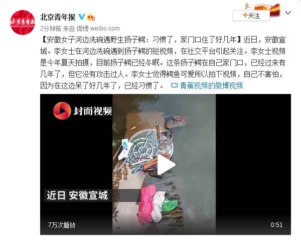 安徽女子河边洗碗遇野生扬子鳄：习惯了，家门口住了好几年