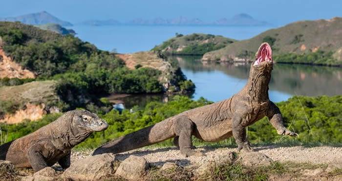 印尼林卡岛打造真实版《侏罗纪公园》工作人员被重达90公斤科摩多巨蜥攻击