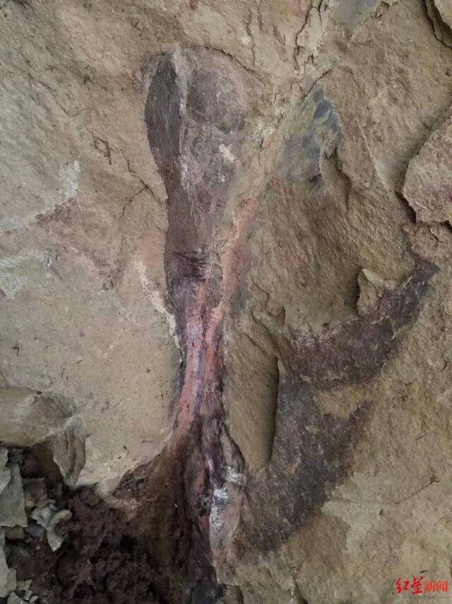 四川自贡市民散步发现疑似恐龙化石 当地博物馆已派专家赴现场勘查