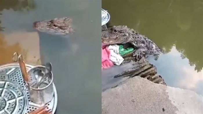 安徽省宣城市女子每次在河边洗碗时常有一只野生扬子鳄守候一旁