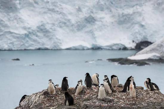 这是2月11日在南极象岛拍摄的南极企鹅。新华社/欧新